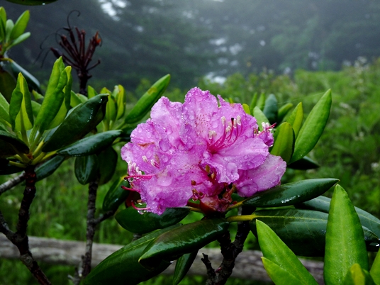 {Rhododendron catawbiense}